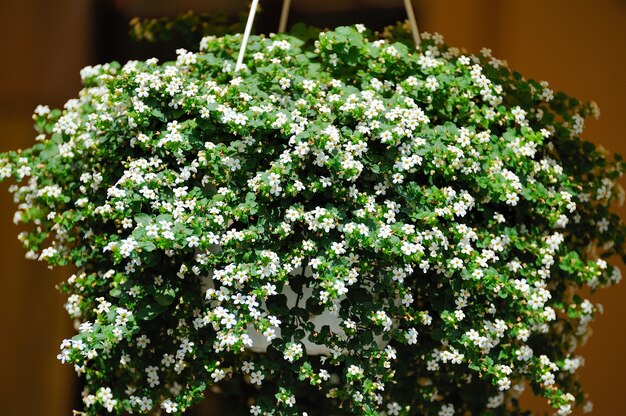 Hanging flowers