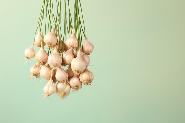 Hanging garlic bunch vintage country kitchen