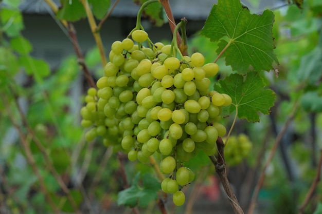 Hanging grapes