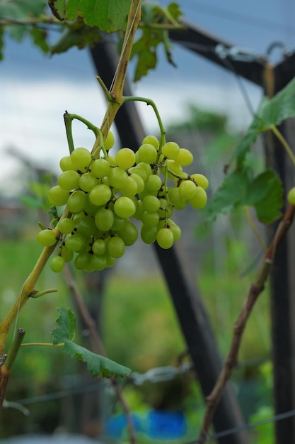 Hanging grapes