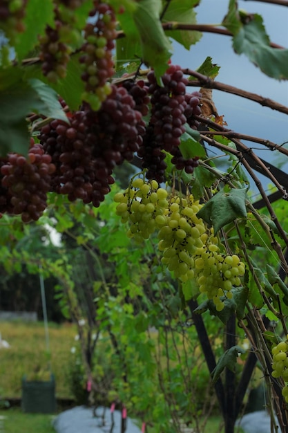 Hanging grapes