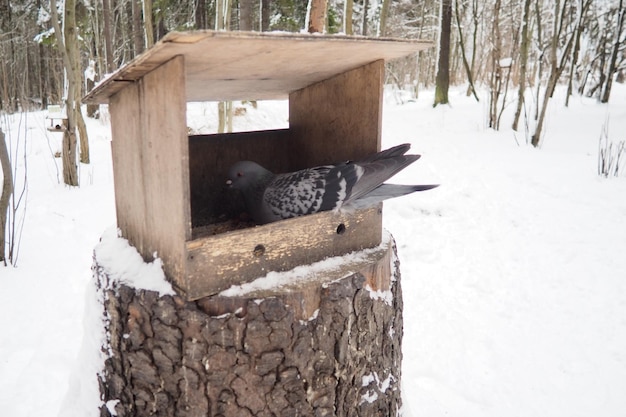 Foto alimentatore fatto in casa appeso o piattaforma per l'alimentazione di uccelli e scoiattoli in inverno e primavera durante i periodi di fame alimentatori per uccelli e scoiettoli in una foresta o in un parco cittadino il piccione sta mangiando