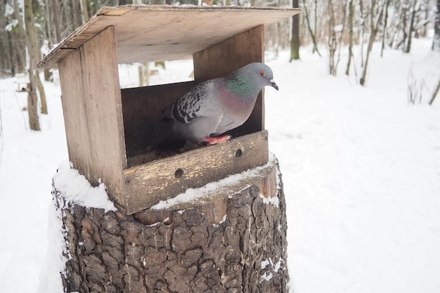 Hanging homemade feeder or platform for feeding birds and squirrels in winter and spring during hungry times Feeders for birds and squirrels in a forest or city park The pigeon is eating