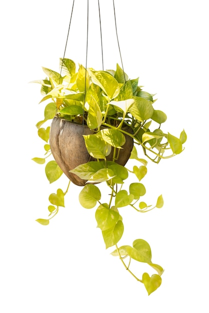 Hanging houseplant in coconut pot