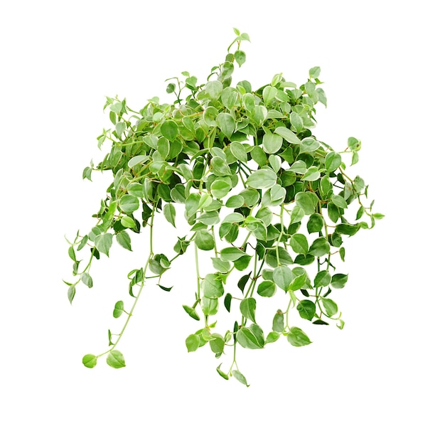 Hanging houseplant for garden and home decoration isolated on white background with clipping path