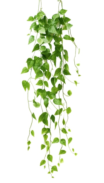 hanging ivy plant isolated on a transparent background green succulent leaves hanging vines ivy bus