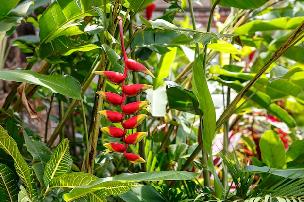 ぶら下がっているロブスターの爪、Heliconia rostrata、森の花。