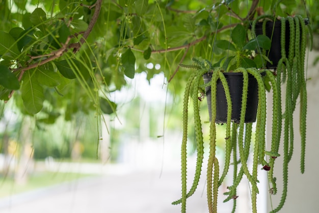 Hanging Monadenium stapelioides or euphorbia neostapelioides in plant pot outdoor