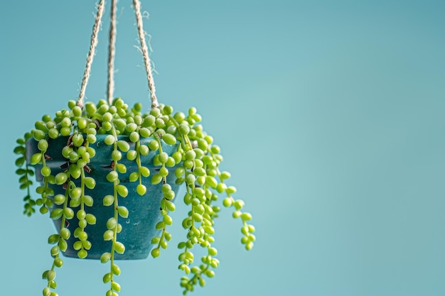 A hanging plant in a blue pot with green leaves