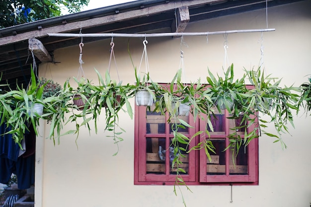 Photo hanging plant in front of the window