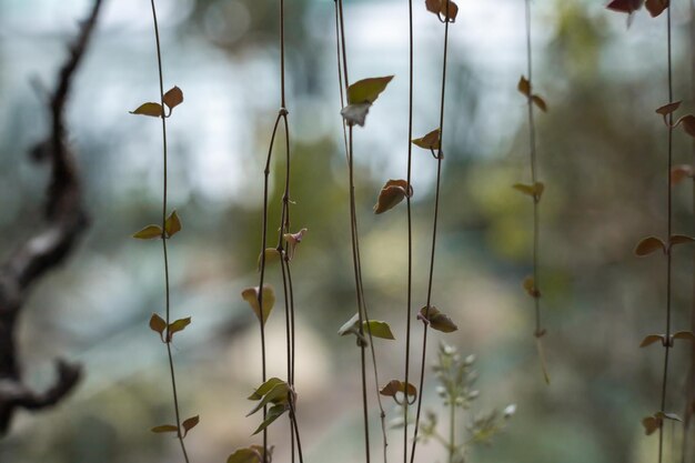 葉で植物の茎をぶら下げ