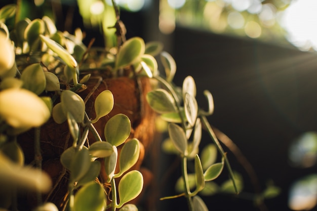 朝の暖かい日差しの中で植物をぶら下げ。