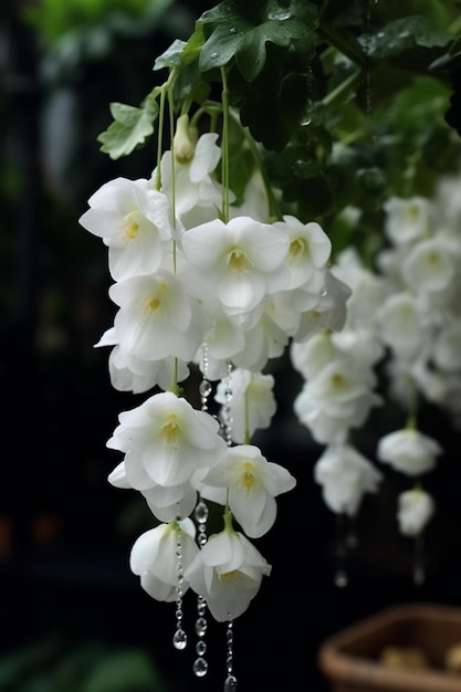 흰 꽃이 달린 매달린 식물