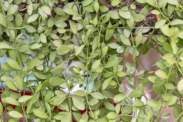 Hanging Plant