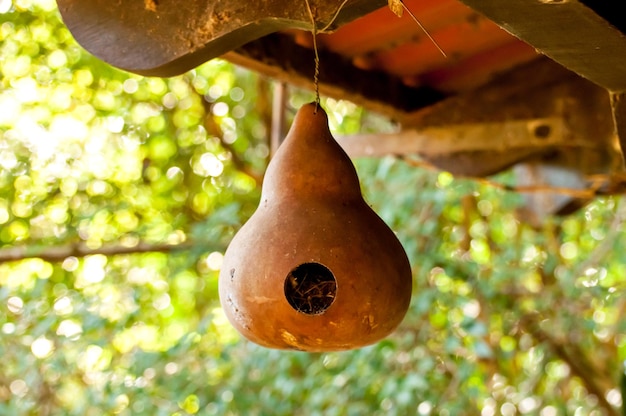 Hanging porongo birdhouse on the balcony
