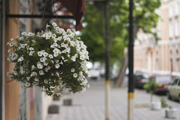 Hanging pot with flowers