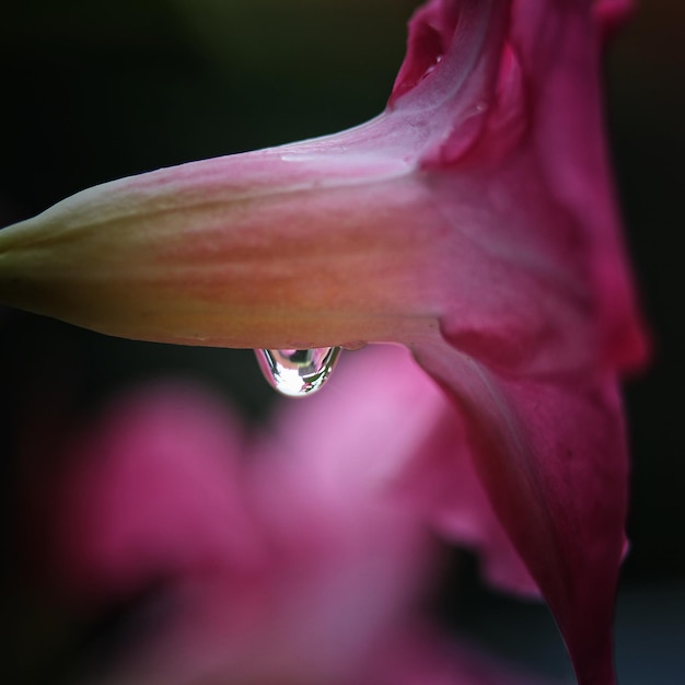 Photo hanging raindrop