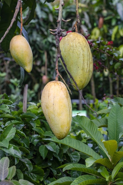 Висячие спелые манго на дереве крупным планом в саду