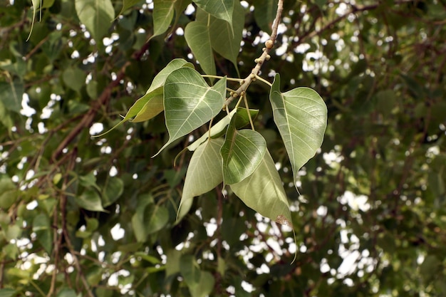 hanging sacred fig leaves