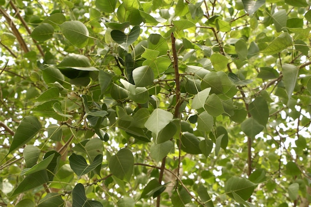 hanging sacred fig leaves