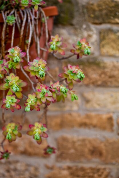 Hanging succulents closeup