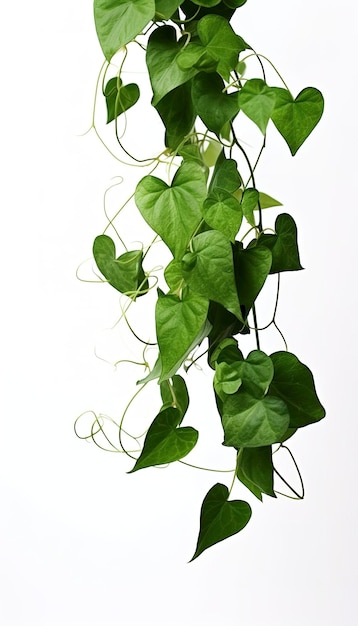 Hanging vine plant succulent leaves of Hoya Dischidia ovata Benth indoor houseplant isolated on white background generate ai