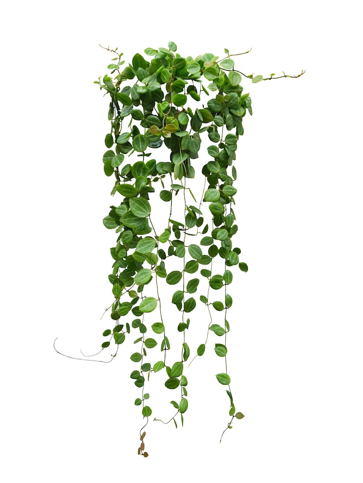 Photo hanging vine plant succulent leaves of hoya (dischidia ovata benth), indoor houseplant isolated on white background.