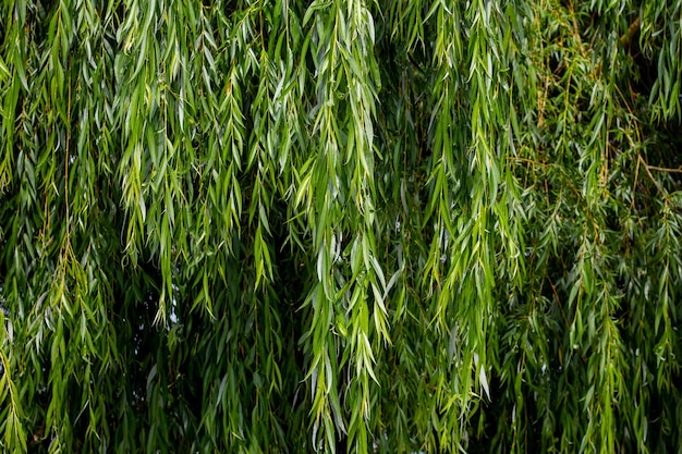 Hanging willow branches with green leaves Background from green willow leaves