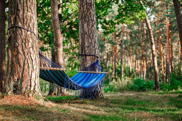 Hangmat in het groene bos. Hangmatten op bomen in het bos