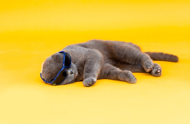 Hangoorkat Scottish Fold in zonnebril ligt op een gele achtergrond. Studiofoto.