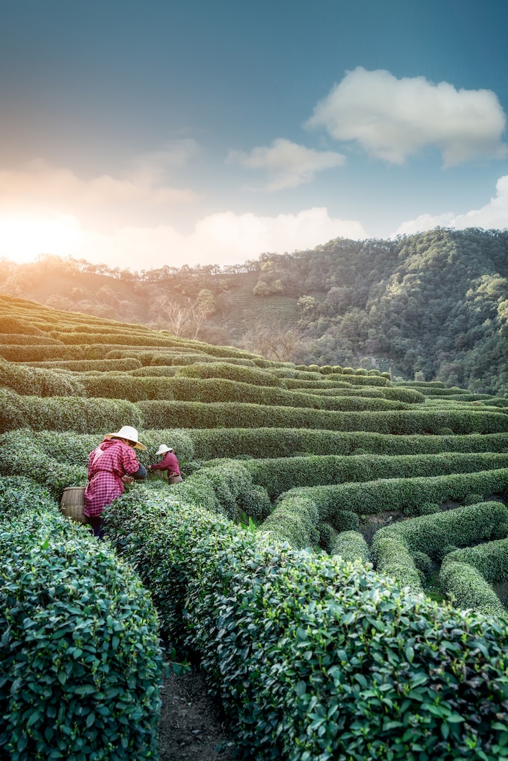 Photo hangzhou west lake longjing tea mountain