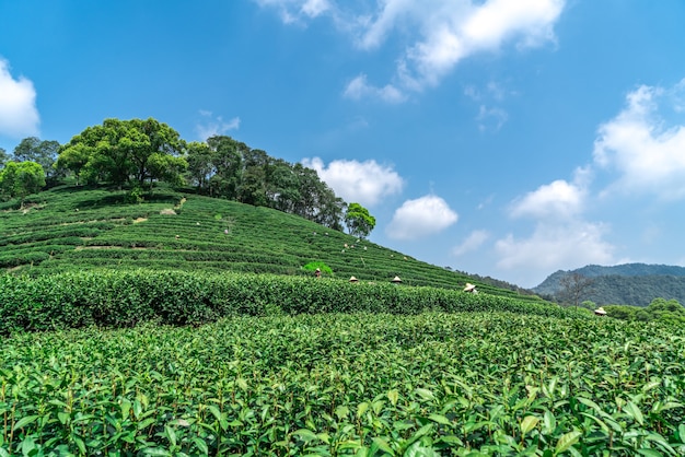 Hangzhou West Lake Longjing Tea Mountain