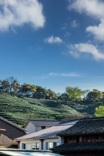 Hangzhou West Lake Longjing Theeberg