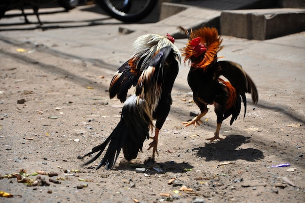 Hanvechten in Vietnam