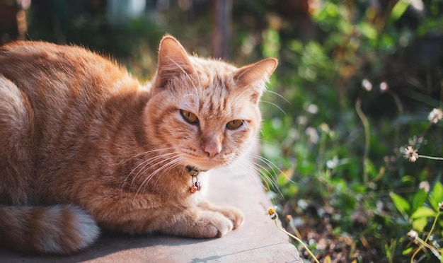 Счастье рыжего тэбби-кота, сидящего утром на бетонном полу в саду