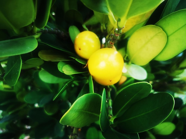 The Happiness Tree Garcinia subelliptica is planted as an ornamental tree on the Lentor Loop road