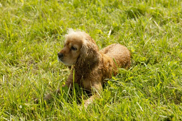 Happy and active cocker spaniel walking in the park.