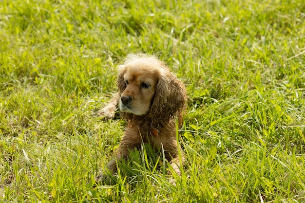 Happy and active cocker spaniel walking in the park.