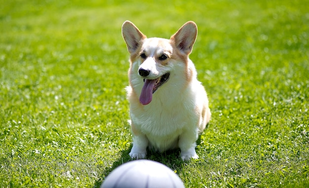 晴れた夏の日の芝生の屋外で幸せでアクティブなコーギー犬。