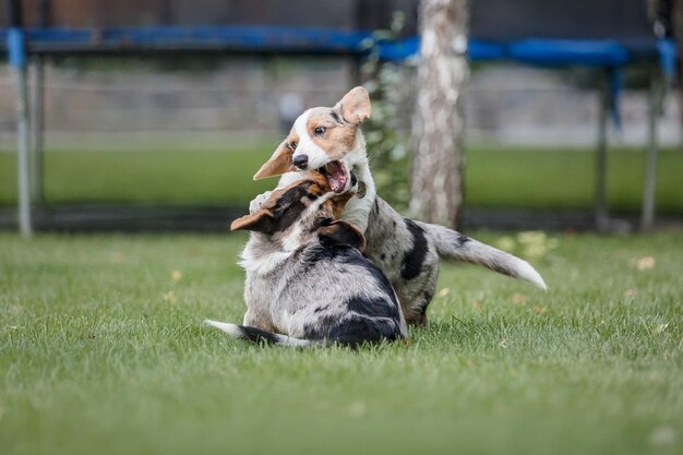 Happy and active purebred welsh corgi dog outdoors in the grass