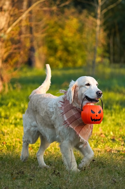 Happy and adorable golden retriever in a checkered scarf with jack o lantern