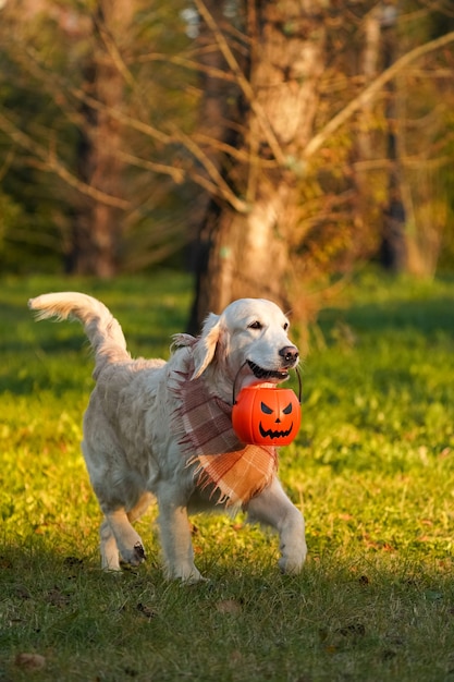 Happy and adorable golden retriever in a checkered scarf with jack o lantern