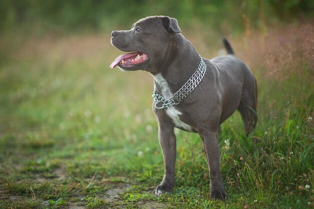 Happy american staffordshire terrier dog running on the field