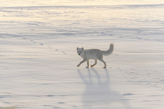 Happy arctic fox in winter tundra. Funny arctic fox.