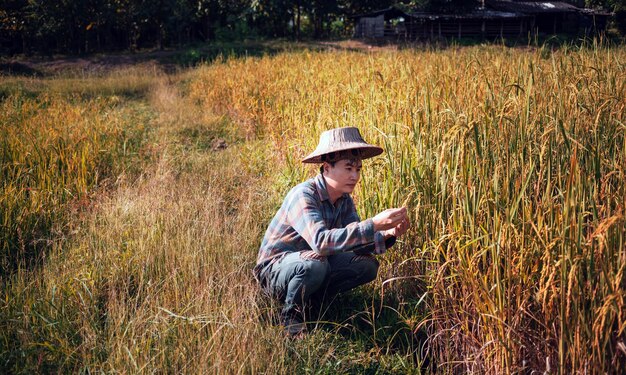 幸せなアジア人男性農家が水田に立って調べている若い農家のフレームで米を収穫する
