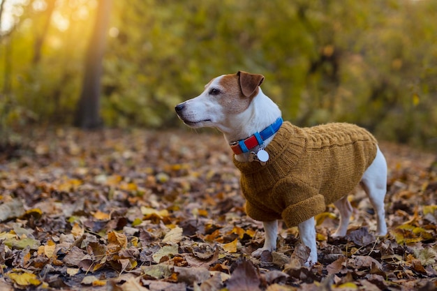 Happy autumn Dog breed Jack Russell for a walk in a beautiful autumn forest