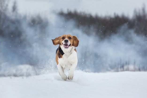 Happy beagle dog running at field in winter