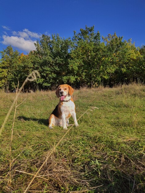 Happy beagle sits on the grass against the backdrop of the forest