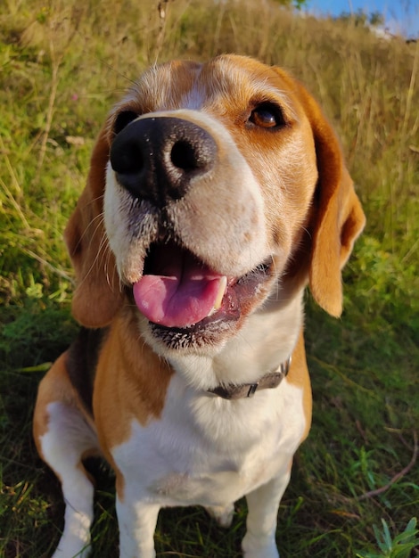 Happy beagle sitting close up