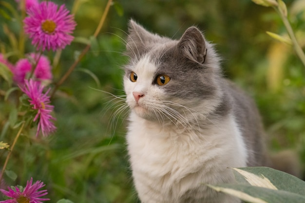 Happy beautiful cat stands in the garden among the trees